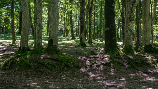 Moss Covered Tree Roots Forest Okatse — Stock Photo, Image