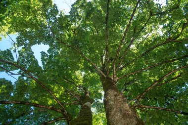 Bahar manzara ağaçlar gökyüzü.