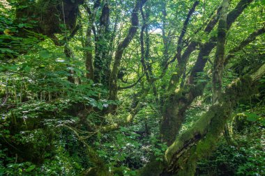 Zeda-gordi, Georgia. Okatse orman canion. Gürcistan.