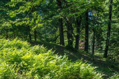 Zeda-gordi, Georgia. Okatse orman canion. Gürcistan.