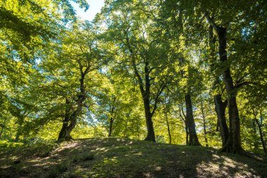 Zeda-gordi, Georgia. Okatse orman canion. Gürcistan.