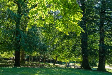 Zeda-gordi, Georgia. Okatse orman canion. Gürcistan.