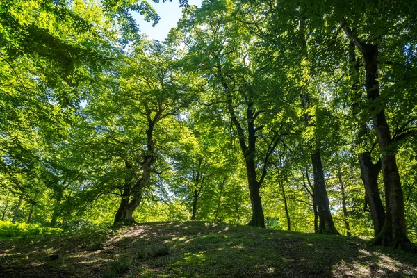 Zeda-gordi, Georgia. Okatse orman canion. Gürcistan.