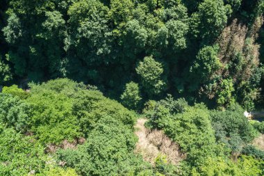 Zeda-gordi, Georgia. Okatse orman canion. Gürcistan.