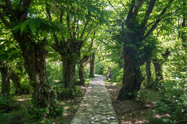 Zeda Gordi Georgia View Paved Forest Path Wooden Bridge Leading — Stock Photo, Image