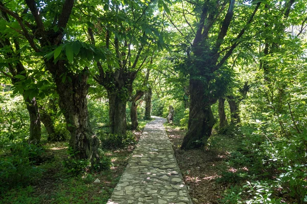 Zeda Gordi Georgia View Paved Forest Path Wooden Bridge Leading — Stock Photo, Image