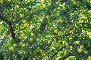 Genç yeşil erik meyve ağaç, meyve.