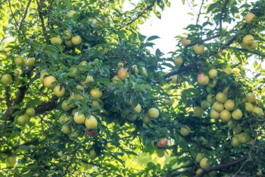 Genç yeşil erik meyve ağaç, meyve.