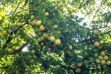 Genç yeşil erik meyve ağaç, meyve.