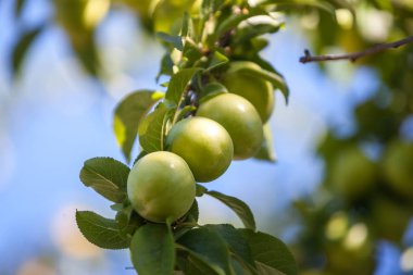 Genç yeşil erik meyve ağaç, meyve.