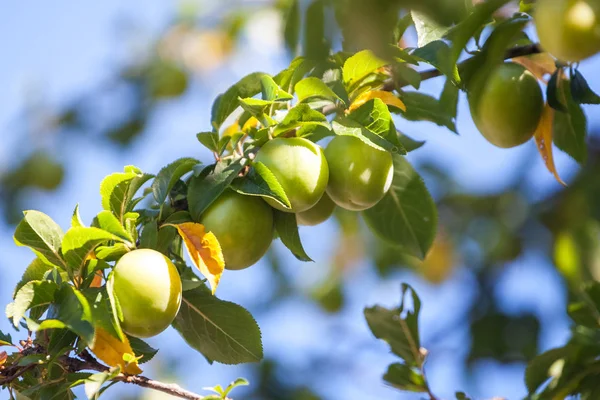 Genç yeşil erik meyve ağaç, meyve.