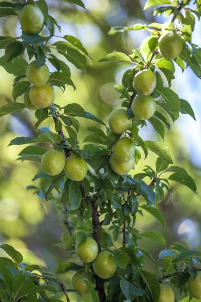 Unga Gröna Plommon Frukt Ett Träd Frukt — Stockfoto