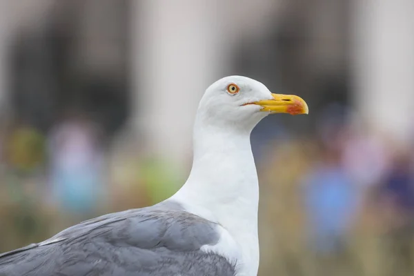 Seagull Sitting Statue Rome Italy — Stock Photo, Image