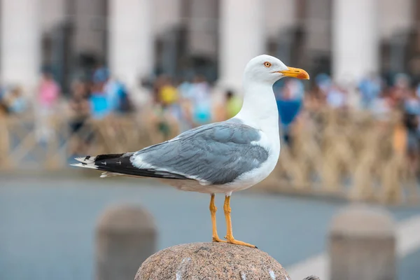 Seagull Sitting Statue Rome Italy — Stock Photo, Image