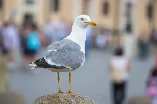 Seagull Sitting Statue Rome Italy — Stock Photo, Image