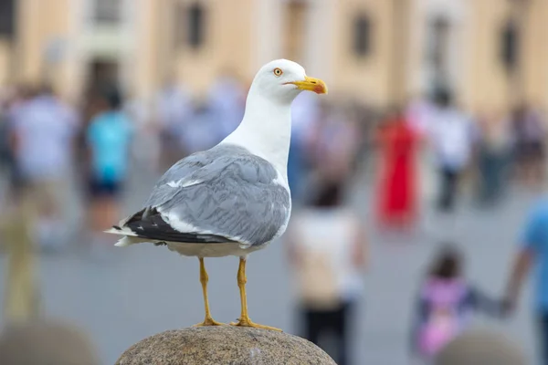 Seagull Sitting Statue Rome Italy — Stock Photo, Image