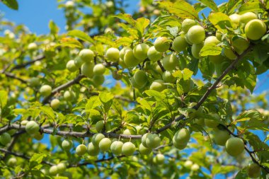 Genç yeşil erik meyve ağaç, meyve.