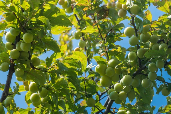 Young Green Plum Fruit Tree Fruit — Stock Photo, Image