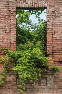 Eski bir kapı ve büyümeleri ile eski tuğla duvar.
