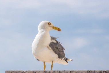 Martı portre. Beyaz kuş martı görünümünü kapat.