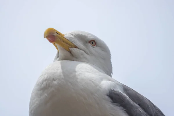 Seagull Portrait Close View White Bird Seagull — Stock Photo, Image