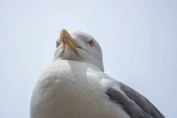 シーガルの肖像画 白い鳥カモメのクローズ アップ表示 — ストック写真