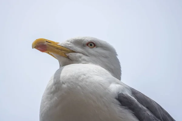 Seagull Portrait Close View White Bird Seagull — Stock Photo, Image