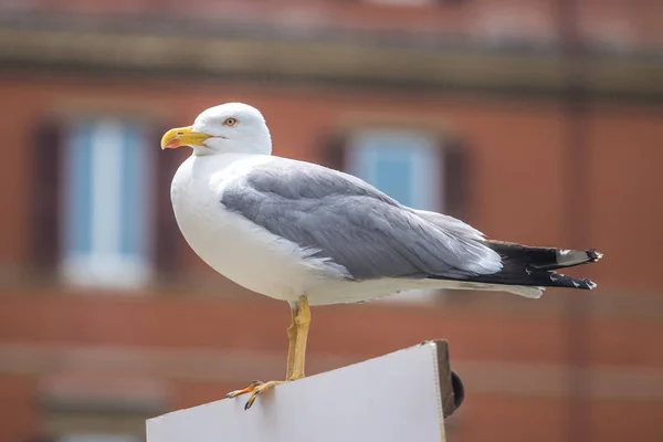 Seagull Portret Close Van Witte Vogel Zeemeeuw — Stockfoto