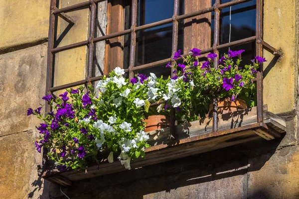 Горшок Цветами Типичной Улице Старого Города Флоренции — стоковое фото