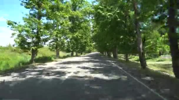 Estrada Entre Sicômoros Aldeia Chaladidi Geórgia — Vídeo de Stock