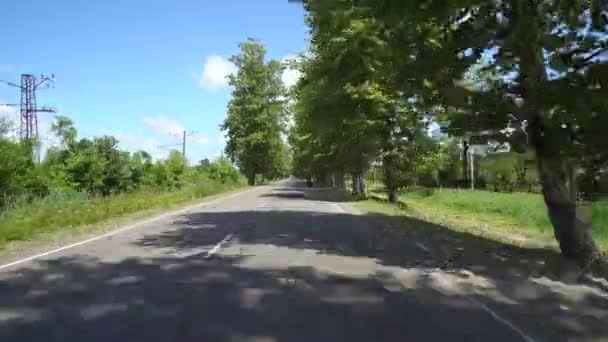 Gürcistan Kaladidi Köyündeki Sycamore Ağaçlarının Arasındaki Yol — Stok video