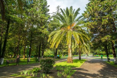 Geçit Palms, Poti, Gürcistan ile güzel bir parkta.