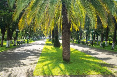 Geçit Palms, Poti, Gürcistan ile güzel bir parkta.