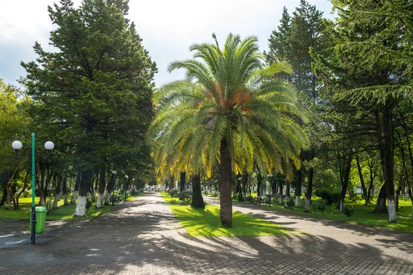Chodník Krásném Parku Palmami Poti Gruzie — Stock fotografie