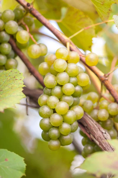Reife Orgene Weißweintraube Weinberg Erntereif Und Weinprodukt — Stockfoto