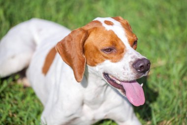 Çimenlerin üzerinde hayvanlar Dünya İngilizce işaretçi oturur.