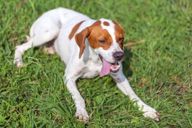 Çimenlerin üzerinde hayvanlar Dünya İngilizce işaretçi oturur.