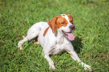 Çimenlerin üzerinde hayvanlar Dünya İngilizce işaretçi oturur.