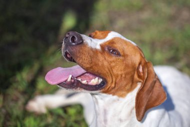 Avcılık Köpek İngilizce işaretçi portre. Yakın çekim. Hayvanlar alemi.