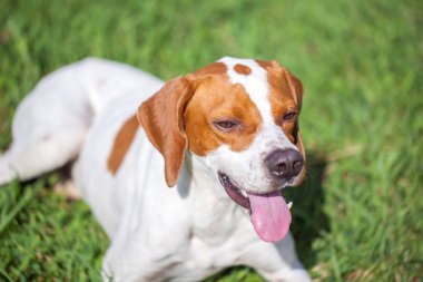 Çimenlerin üzerinde hayvanlar Dünya İngilizce işaretçi oturur.