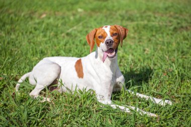 Çimenlerin üzerinde hayvanlar Dünya İngilizce işaretçi oturur.
