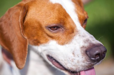 Avcılık Köpek İngilizce işaretçi portre. Yakın çekim. Hayvanlar alemi.