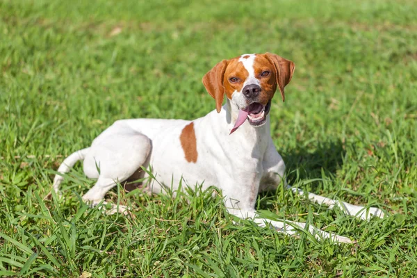 Engelska Pointer Sitter Gräset Djur Världen — Stockfoto