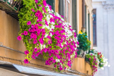 Windows Venedik'te çiçeklerle evler.