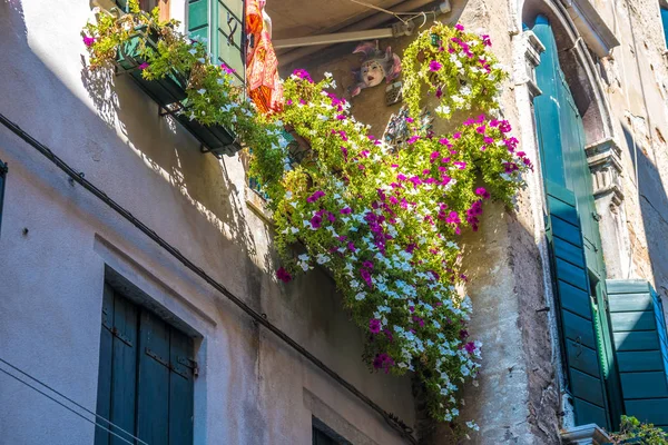 Domy Květy Oknech Benátkách — Stock fotografie