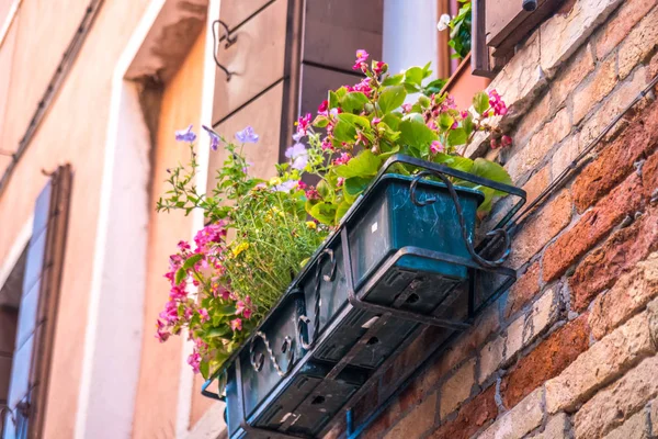 Houses Flowers Windows Venice — Stock Photo, Image