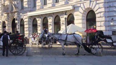 Viyana, Avusturya 19.08.2018 - eski Avrupa'nın turizm sektörü. Viyana Merkezi at Turları.