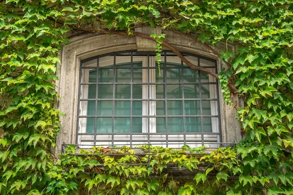 Vista Fachada Casa Con Pared Ventanas Cubierta Por Una Planta — Foto de Stock