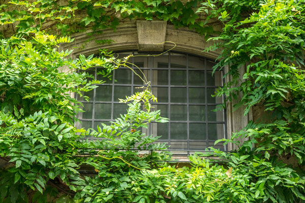 View of house facade with wall and windows, covered by overgrown creeper plant.