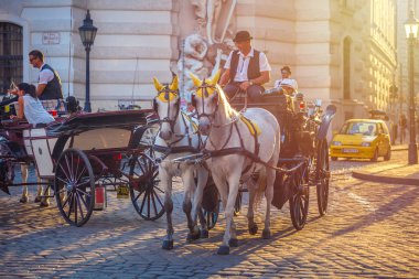 Vienna, Avusturya - 19.08.2018: Atlı arabası veya Fiaker, popüler turistik cazibe, Viyana'da Michaelerplatz.